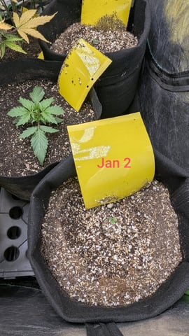 Perpetual Autoflower Mixed Grow #3 — germination, day 12