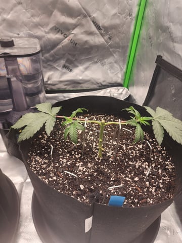 trap n pink — vegetative, day 26