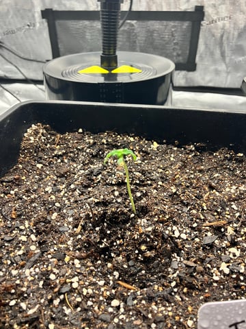 My First Grow — vegetative, day 18