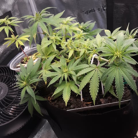 Mystery Seeds — flower, day 1