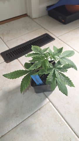 Original 1990 genetics  — vegetative, day 30
