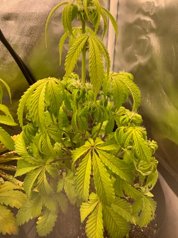 Tropicana Cookies Purple Auto — grow_setup, day 1