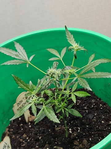 1st plant. Strain: Green Gelato AutoFlower — flower, day 63
