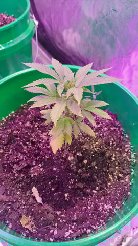 b1. — vegetative, day 49