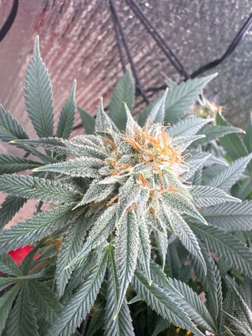 Gelly Mama and Sugar Tree — flower, day 124