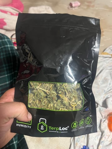 Wedding Cake Zkittlez — harvest, day 48