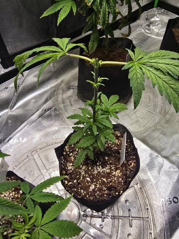 Oceanz 16 — vegetative, day 37