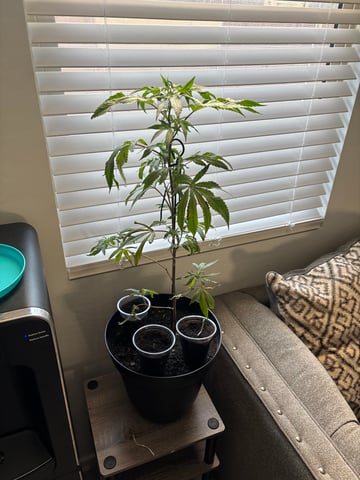 bonez #1 — vegetative, day 1