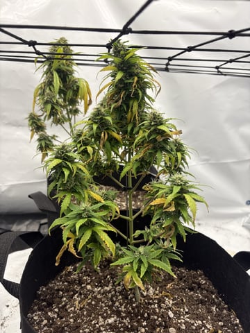 My First Grow — flower, day 88