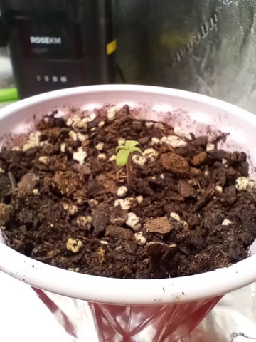 All Aboard!!! — seedling_rooting, day 4