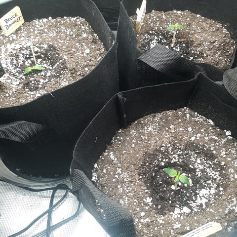 Next Attempt  — seedling_rooting, day 8