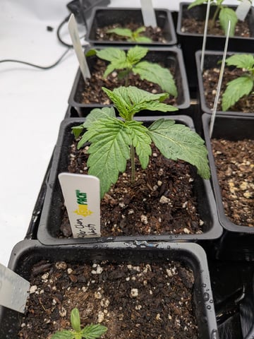 Grow Tent Starts — seedling_rooting, day 21