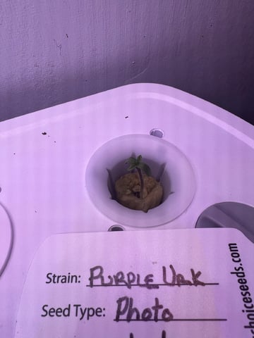 Inside Mother Plants — seedling_rooting, day 7