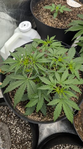 Mixed Grow — grow_setup, day 36