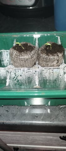 Skunk #1 — germination, day 17