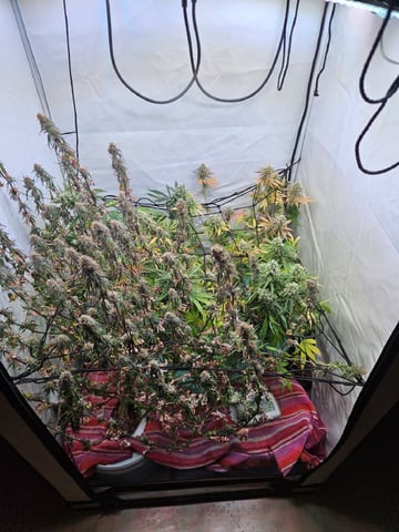 PITA — flower, day 102