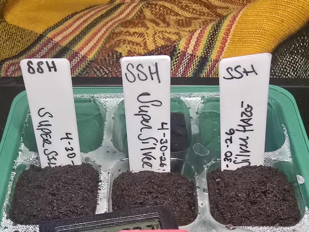 Super Silver Haze Fem Photo