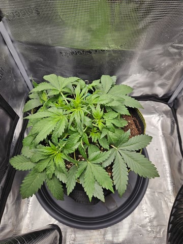 Mimosa Bruce Banner XL — vegetative, day 24