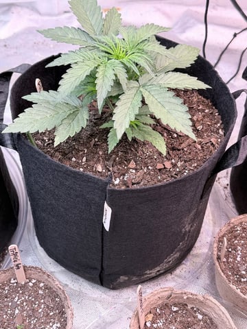 4’x8’ Grow1 — vegetative, day 33
