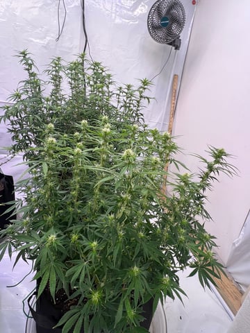 Indoor Grow  — flower, day 62