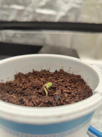 Fast Buds Gorilla Z auto — germination, day 4