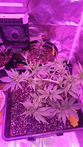 first grow adventure  — vegetative, day 46