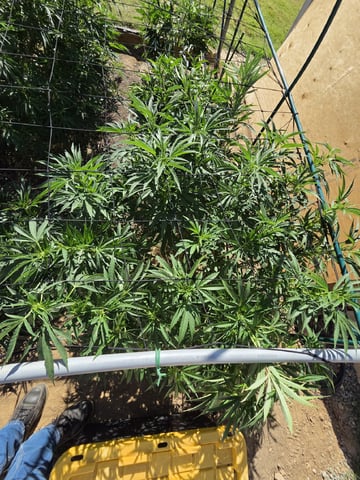 Sour Headies/OGBX1 — vegetative, day 72