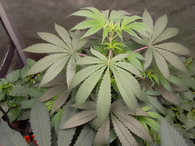 blue dream bag seed — vegetative, day 48