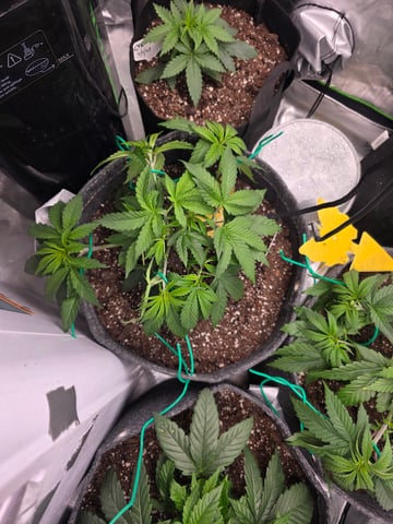 My Second Indoor — vegetative, day 20