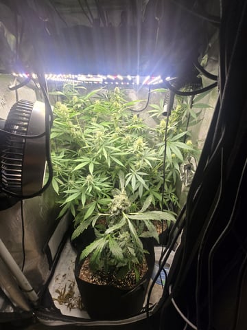 Indoor — flower, day 73