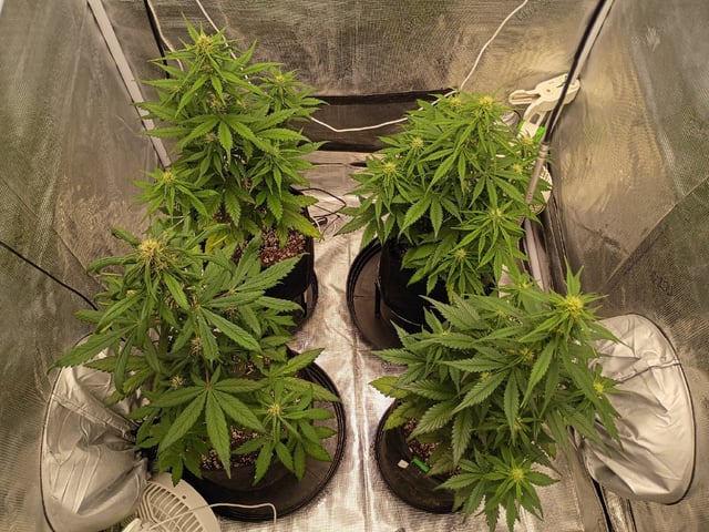 FastBuds-Auto Mix Pack-Quad Mystery — flower, day 38
