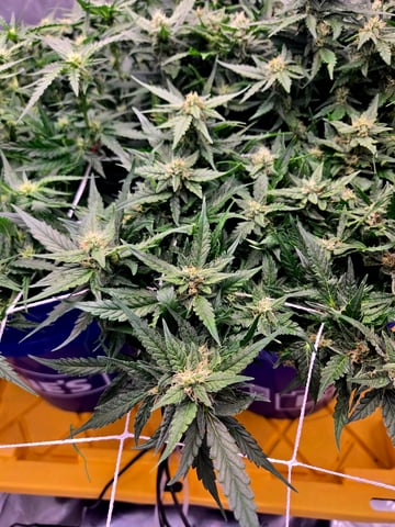 Fastbuds Autoflower Run — flower, day 70