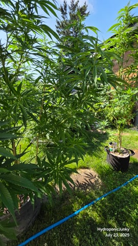 Canadian Summer Outdoor — vegetative, day 72
