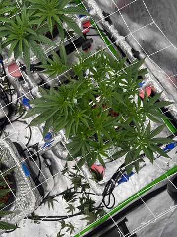 First Grow (Hydro) — vegetative, day 69