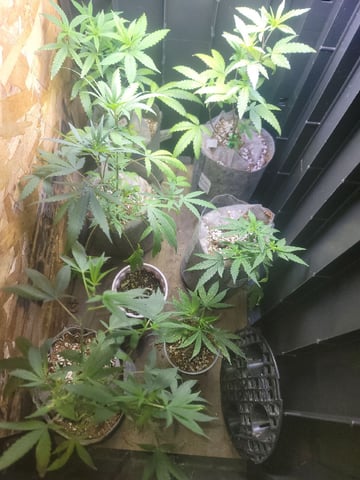 Ghetto Growing — flower, day 64