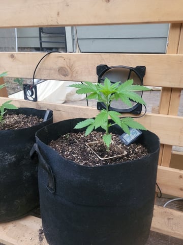 Clones And Hermie Seeds