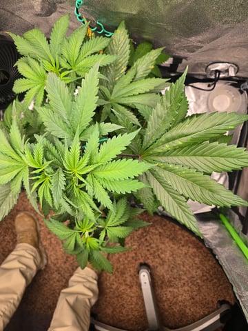 First grow — vegetative, day 37