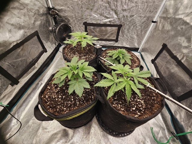 Scary Berries — vegetative, day 26