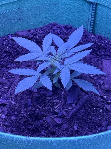 First time growing  — vegetative, day 14