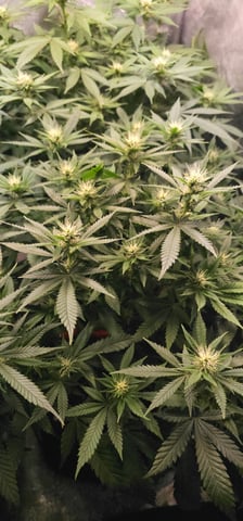 Cookies Usa — flower, day 75