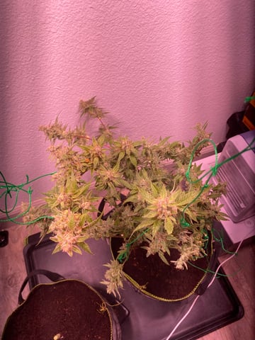 pineapple Express  — none, day 43