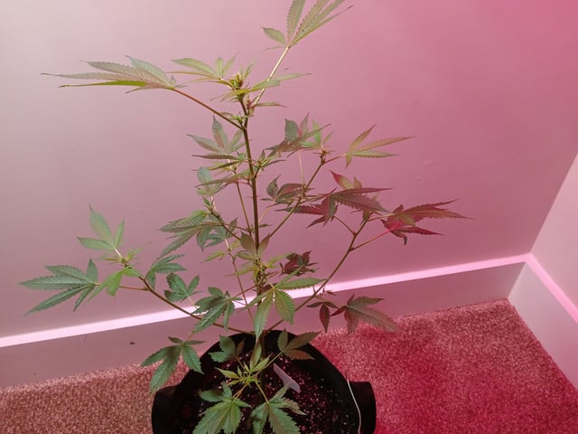 Fruity Pebbles OG (photo) & Oreos (photo) — flower, day 32