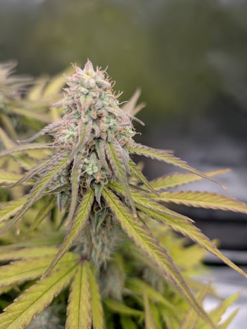 Titan F1 grow  — flower, day 76