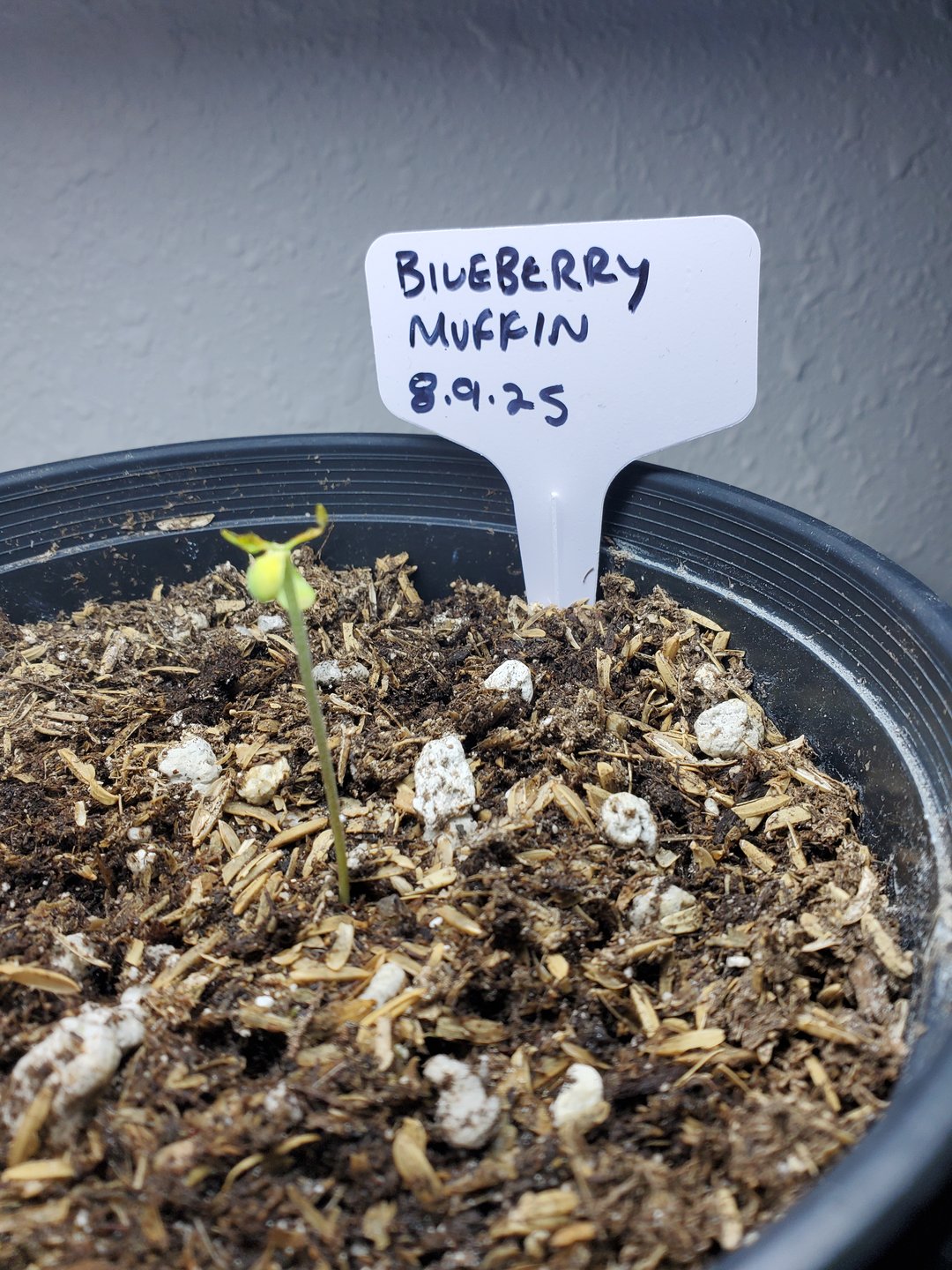 Alien Rock Candy & Grape Deebo