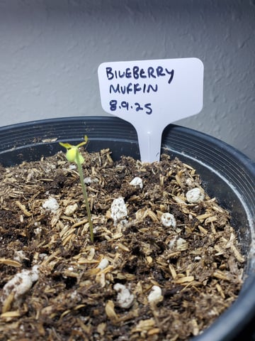 Alien Rock Candy & Grape Deebo — germination, day 1