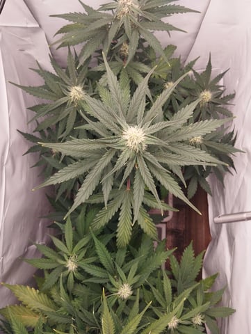 F1 apollo — flower, day 39