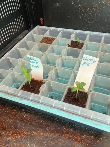  strawberry cough  — seedling_rooting, day 10