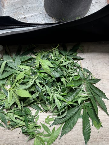  Acapulco gold auto July  — flower, day 47