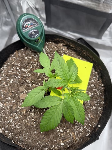 Gorilla Cookies 2nd Try — vegetative, day 26