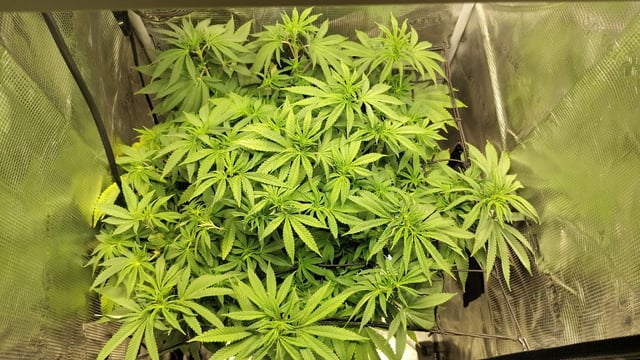 winter grow — vegetative, day 85